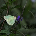 水青粉蝶