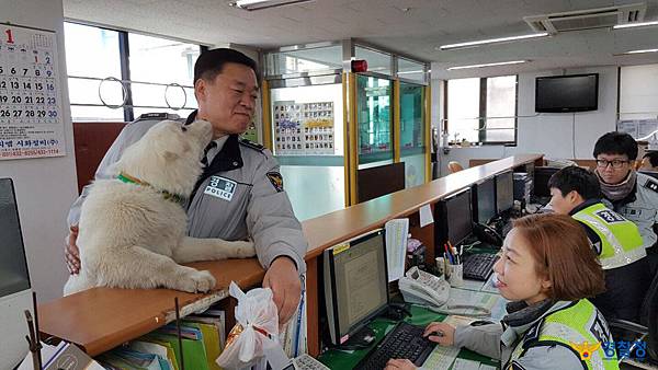 去年10月警察伯伯領養了這隻超呆萌的小白狗9.jpg