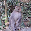柴山獼猴