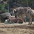 20090204寒令營_木柵動物園 986.jpg