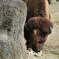 20090204寒令營_木柵動物園 968.jpg