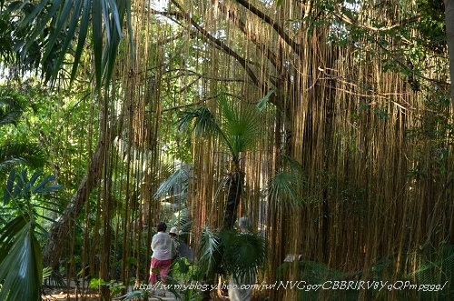 20130729台北市立植物園 085_nEO_IMG.jpg