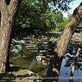 20130729台北市立植物園 031_nEO_IMG.jpg