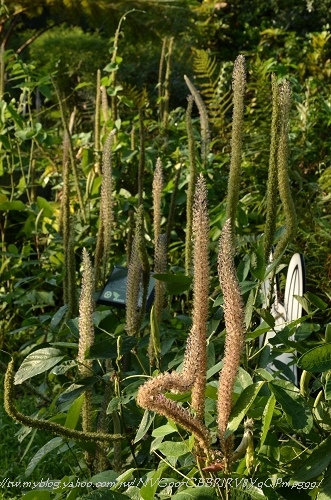 20130729台北市立植物園 075_nEO_IMG.jpg