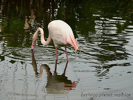 20130903台北市立木柵動物園 078_nEO_IMG.jpg