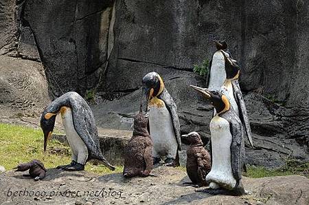 20130903台北市立木柵動物園 006_nEO_IMG.jpg