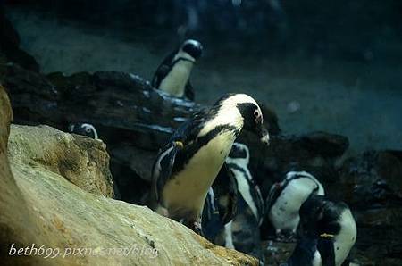 20130903台北市立木柵動物園 009_nEO_IMG.jpg