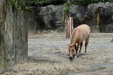 20130903台北市立木柵動物園 034_nEO_IMG.jpg