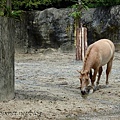 20130903台北市立木柵動物園 034_nEO_IMG.jpg