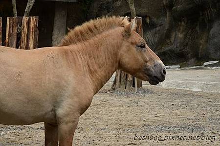 20130903台北市立木柵動物園 039_nEO_IMG.jpg