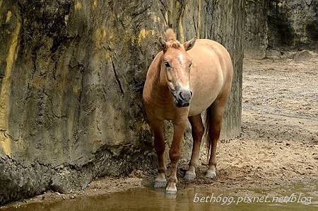 20130903台北市立木柵動物園 036_nEO_IMG.jpg