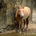 20130903台北市立木柵動物園 036_nEO_IMG.jpg