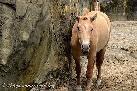 20130903台北市立木柵動物園 038_nEO_IMG.jpg