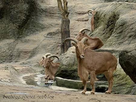 20130903台北市立木柵動物園 044_nEO_IMG.jpg