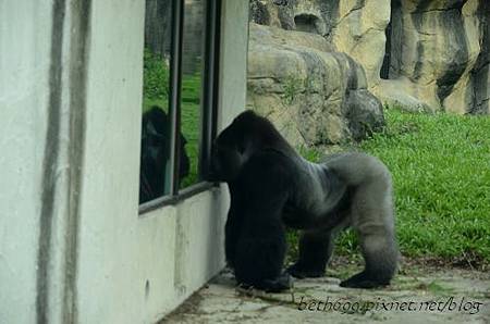 20130903台北市立木柵動物園 045_nEO_IMG.jpg