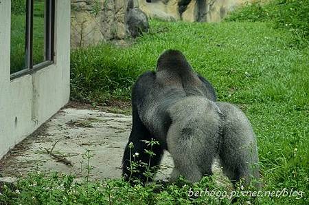 20130903台北市立木柵動物園 046_nEO_IMG.jpg