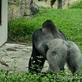 20130903台北市立木柵動物園 046_nEO_IMG.jpg