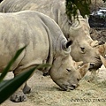 20130903台北市立木柵動物園 054_nEO_IMG.jpg