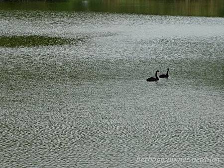 20130903台北市立木柵動物園 063_nEO_IMG.jpg