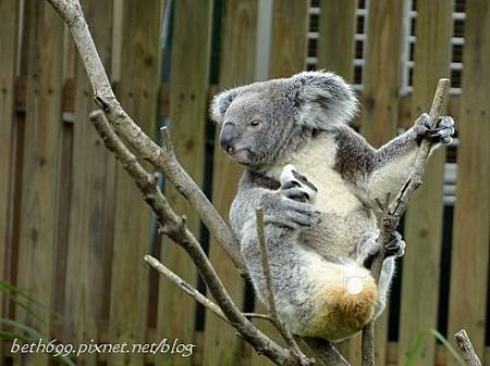 20130903台北市立木柵動物園 069_nEO_IMG.jpg