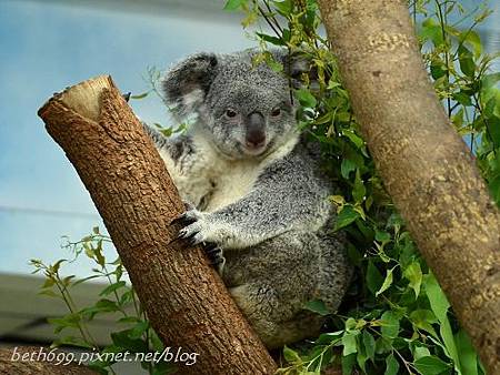 20130903台北市立木柵動物園 073_nEO_IMG.jpg