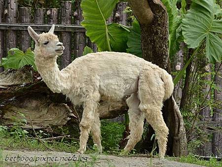 20130903台北市立木柵動物園 077_nEO_IMG.jpg