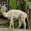 20130903台北市立木柵動物園 077_nEO_IMG.jpg