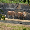 20130308木柵動物園 079_nEO_IMG.jpg