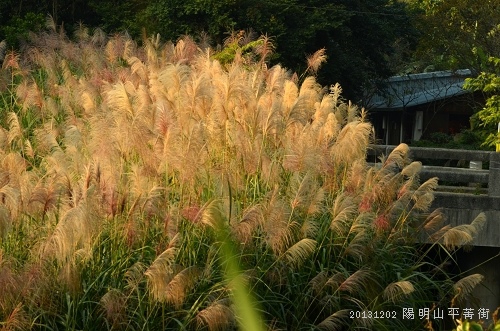 20131202陽明山平菁街 128_nEO_IMG.jpg