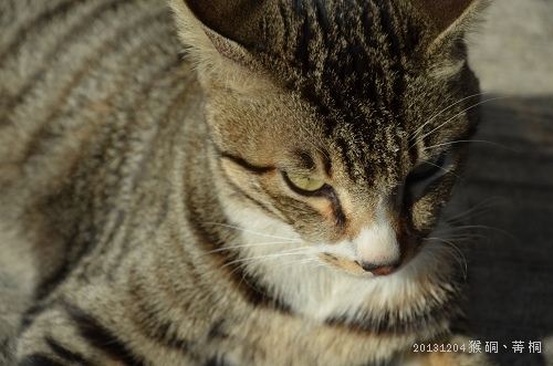 20131204猴硐、菁桐 010_nEO_IMG.jpg