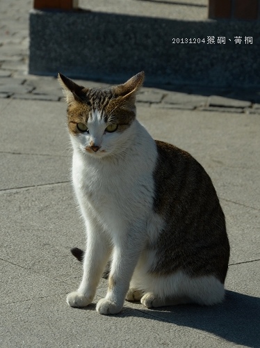 20131204猴硐、菁桐 012_nEO_IMG.jpg