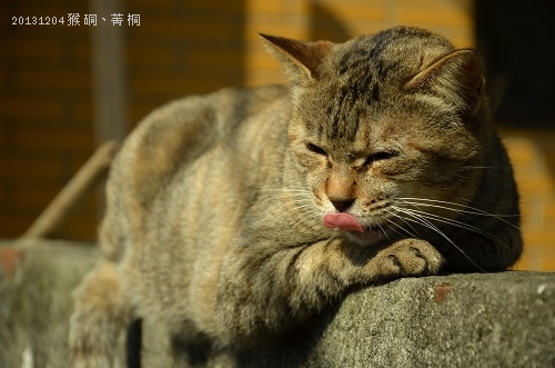 20131204猴硐、菁桐 052_nEO_IMG.jpg