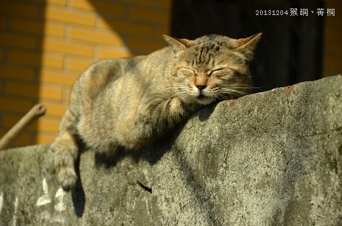 20131204猴硐、菁桐 051_nEO_IMG.jpg