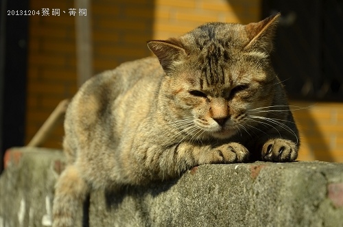 20131204猴硐、菁桐 055_nEO_IMG.jpg