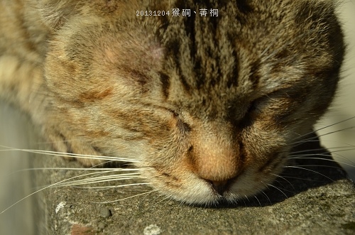 20131204猴硐、菁桐 059_nEO_IMG.jpg