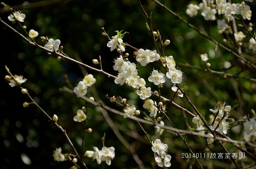 20140111故宮至善園 015_nEO_IMG.jpg