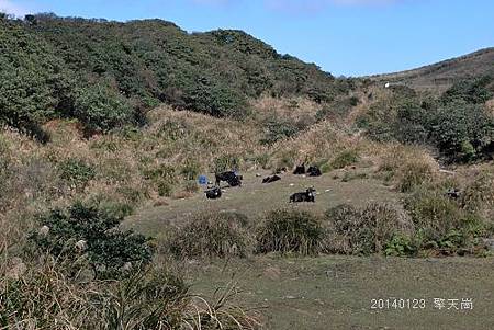 20140123擎天崗、陽明山賞櫻 017_nEO_IMG.jpg