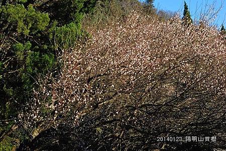 20140123擎天崗、陽明山賞櫻 082_nEO_IMG.jpg