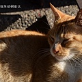 20140128基隆擁恆、瑞芳猴硐 114_nEO_IMG.jpg