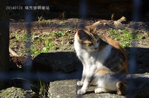 20140128基隆擁恆、瑞芳猴硐 073_nEO_IMG.jpg