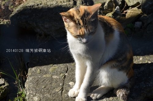 20140128基隆擁恆、瑞芳猴硐 076_nEO_IMG.jpg