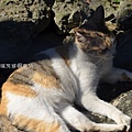 20140128基隆擁恆、瑞芳猴硐 079_nEO_IMG.jpg