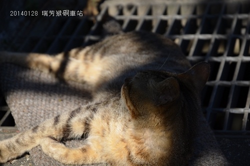 20140128基隆擁恆、瑞芳猴硐 097_nEO_IMG.jpg