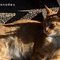 20140128基隆擁恆、瑞芳猴硐 113_nEO_IMG.jpg