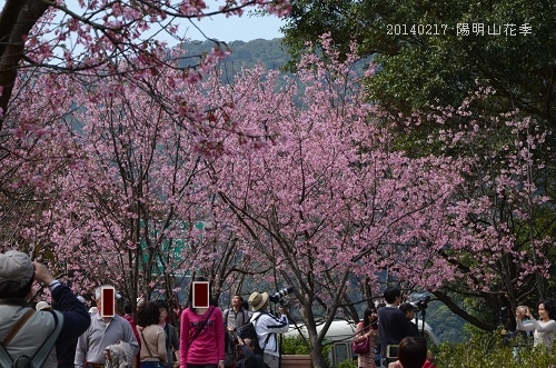 20140217陽明山花季 023_nEO_IMG.jpg