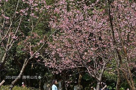 20140217陽明山花季 033_nEO_IMG.jpg