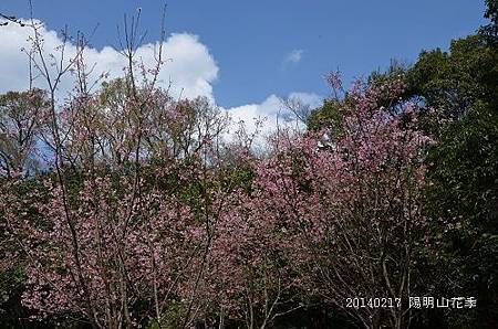 20140217陽明山花季 038_nEO_IMG.jpg