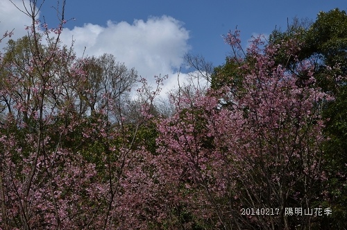 20140217陽明山花季 039_nEO_IMG.jpg