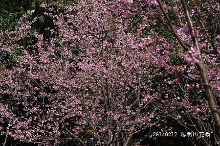 20140217陽明山花季 060_nEO_IMG.jpg