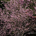 20140217陽明山花季 060_nEO_IMG.jpg